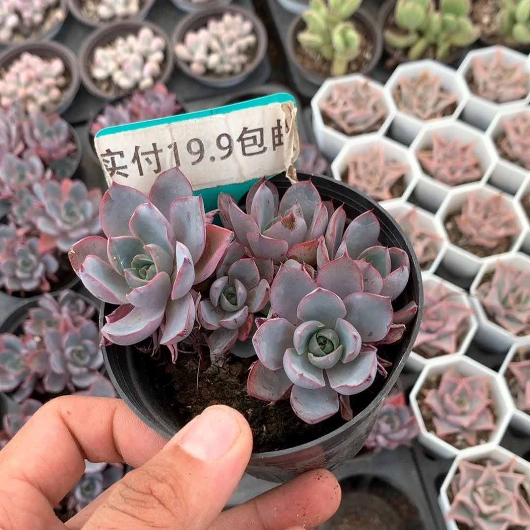 赫拉满19.9包邮 脱土