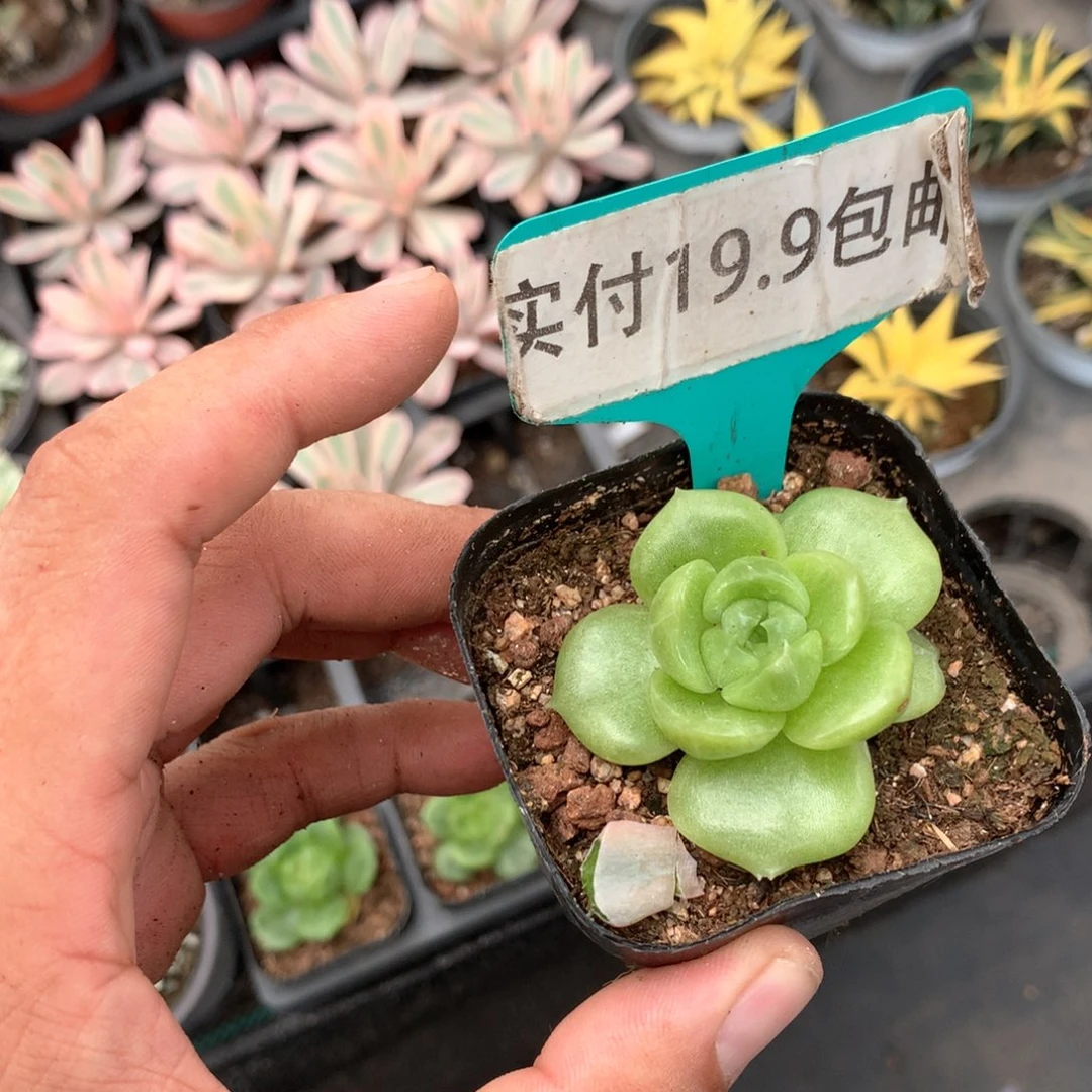 珍妮绿钻 满19.9包邮 脱土