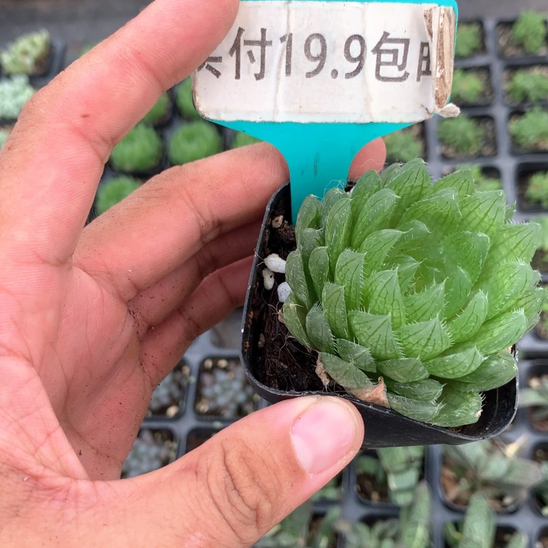 樱水晶 满19.9包邮 脱土