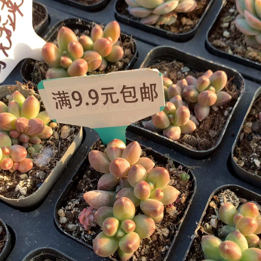 【闪购商品】乌克拉克群
