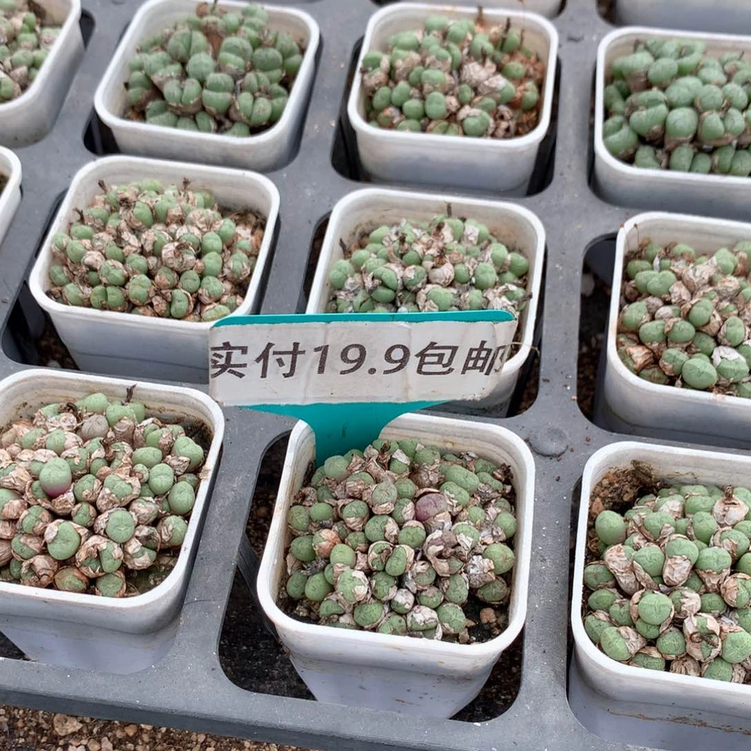 嘟嘟嘴肉锥 满19.9包邮 脱土