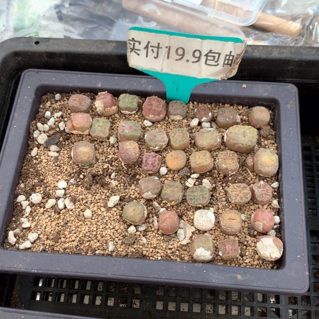 烧麦 1cm 满19.9包邮脱土