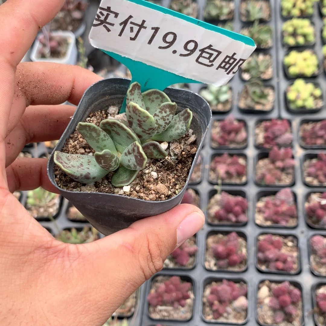 紫库博 满19.9包邮脱土