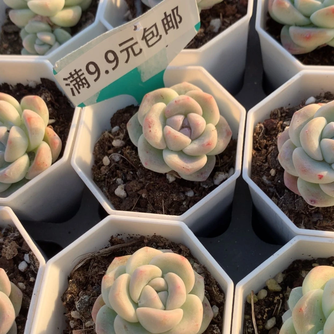 【闪购商品】琥珀冰玉单7方 4cm