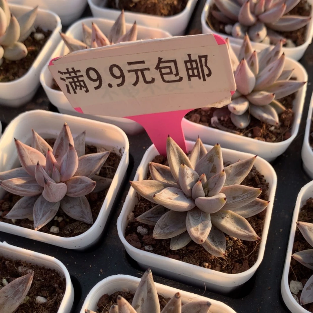 【闪购商品】魔爪55