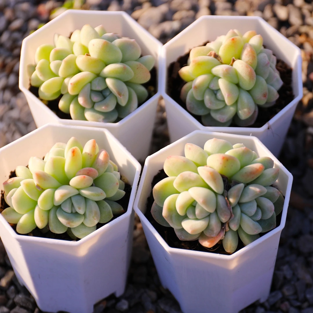 玉蝴蝶奶油冰玉琥珀冰玉状态多肉暗纹冰玉室内植物19.9元包邮