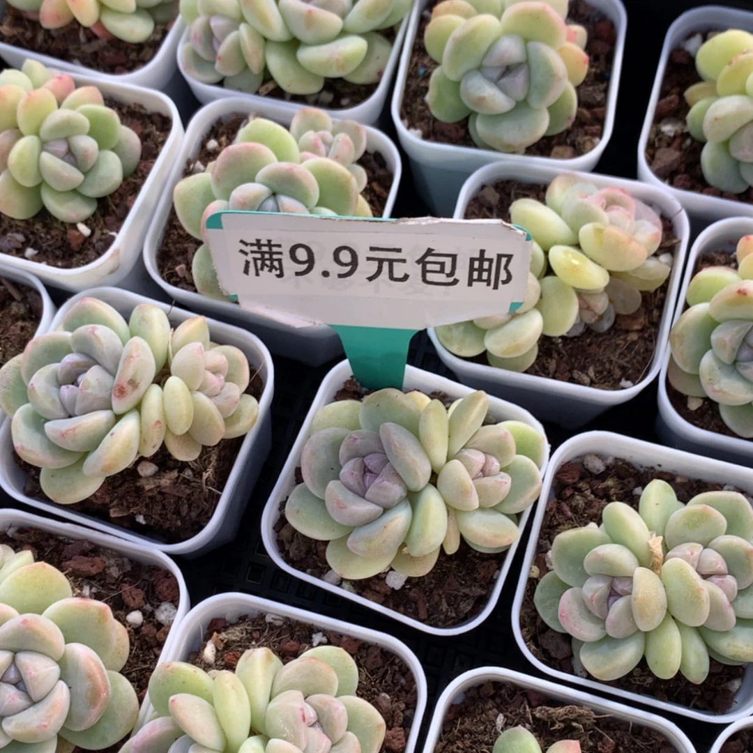【闪购商品】珍妮冰玉双55