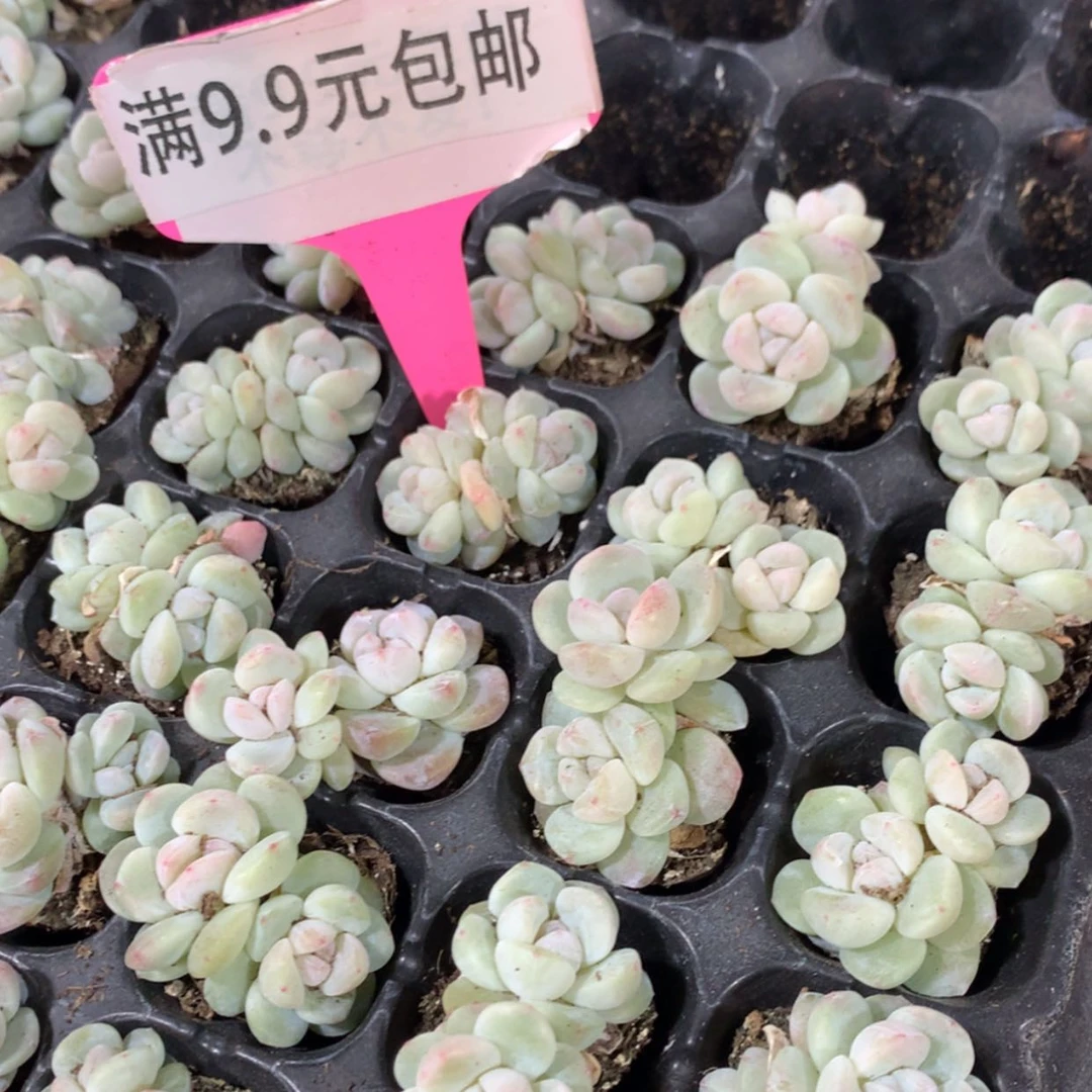 【闪购商品】珍妮冰玉双2-3cm