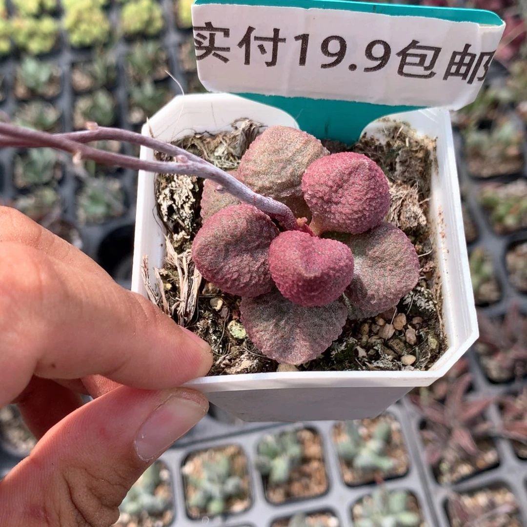 水蜜桃 水泡 满19.9包邮 脱土