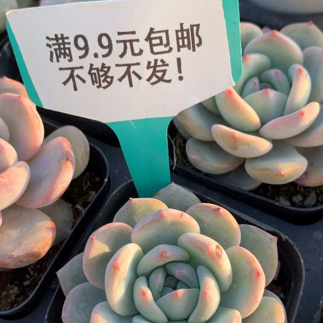 【闪购商品】橙梦露