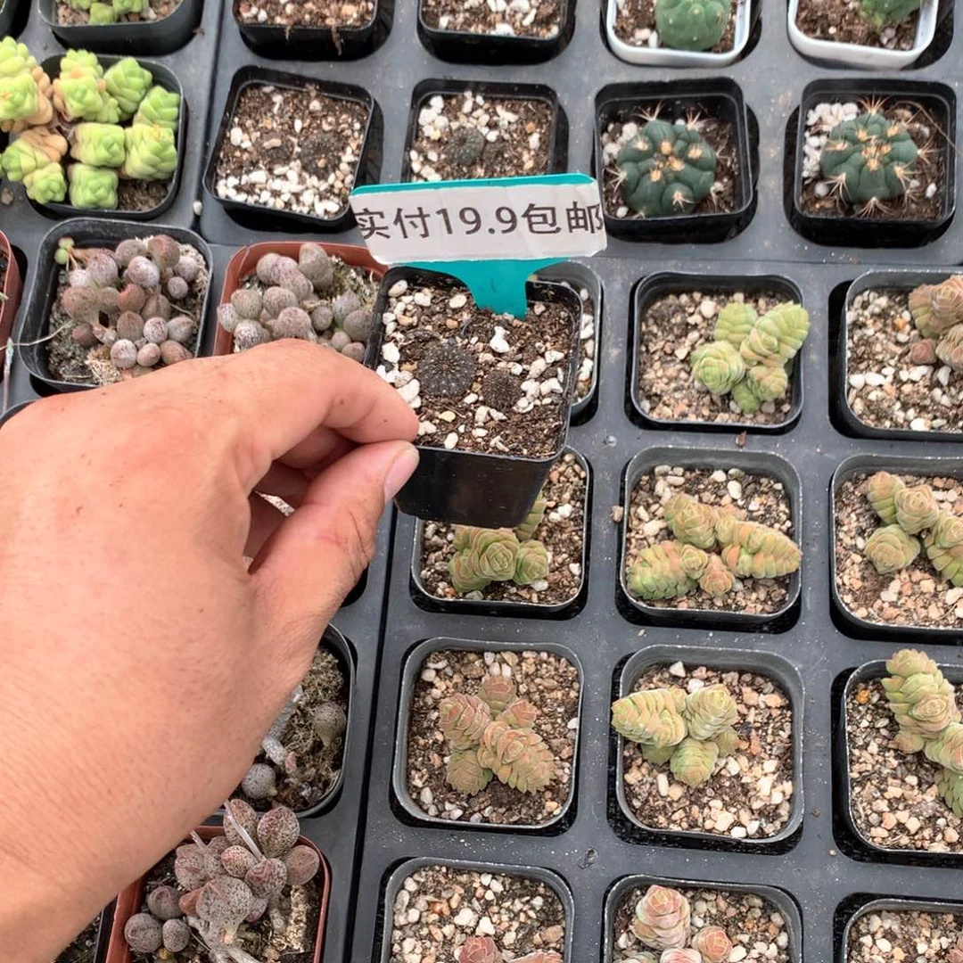士童1cm 满19.9包邮 脱土