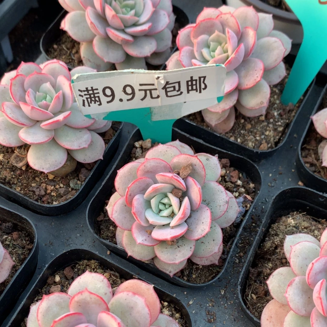 【闪购商品】凌波仙子026