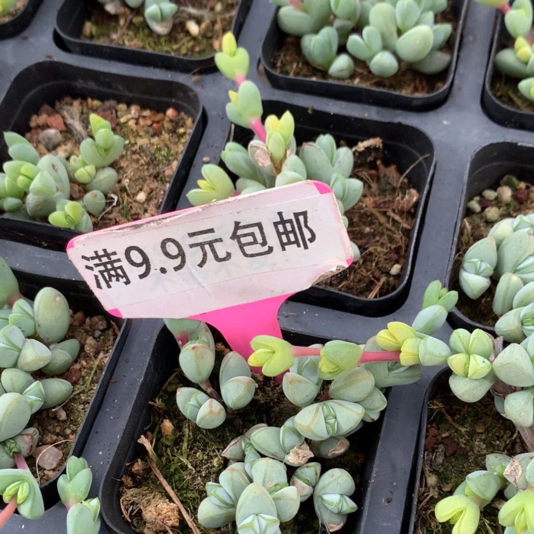 【闪购商品】碧玉莲