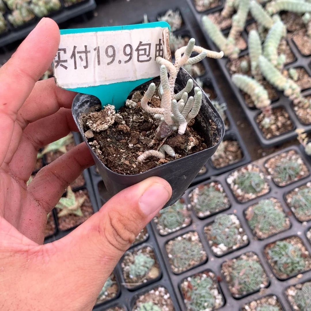 银蚕 满19.9包邮 脱土
