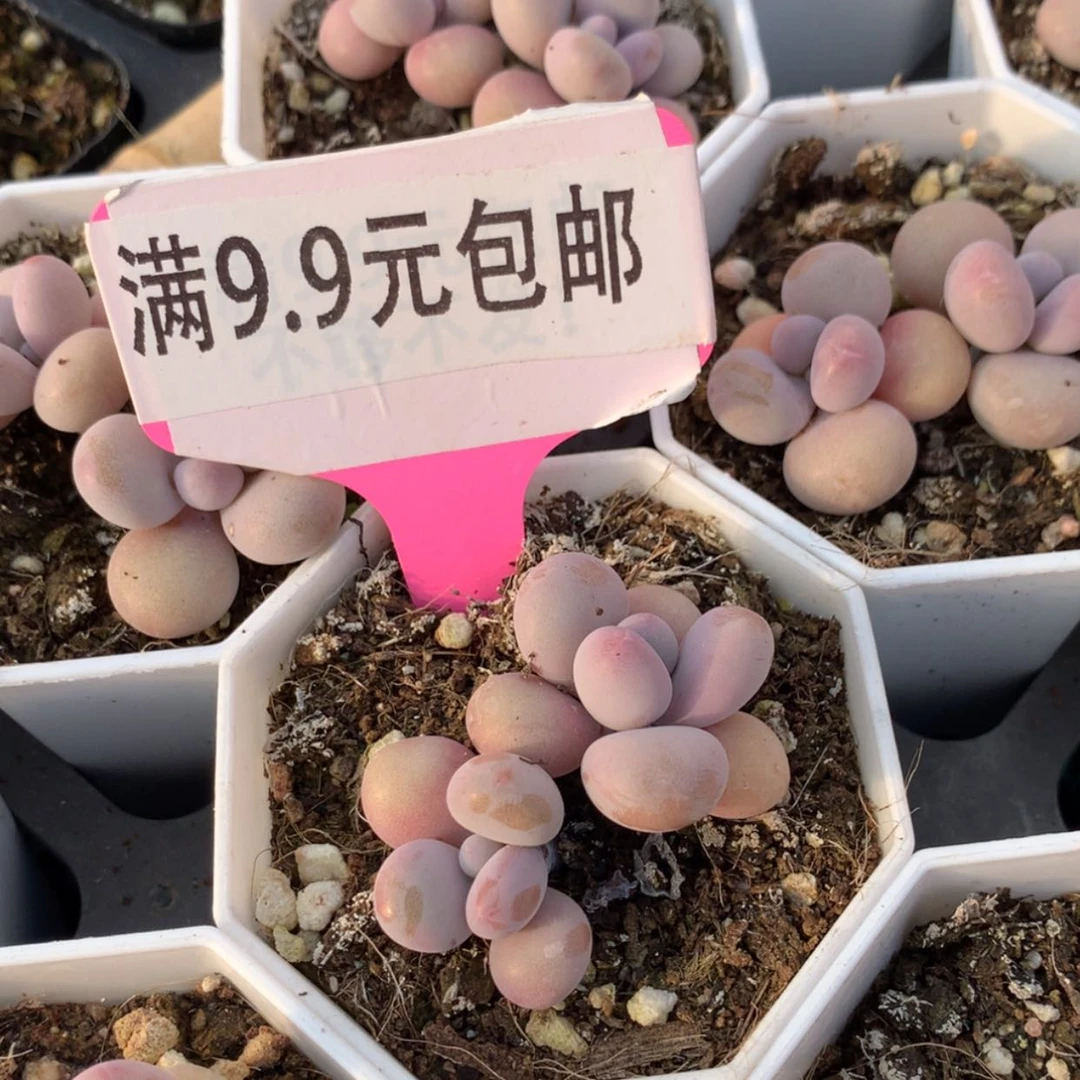 【闪购商品】桃蛋双7方