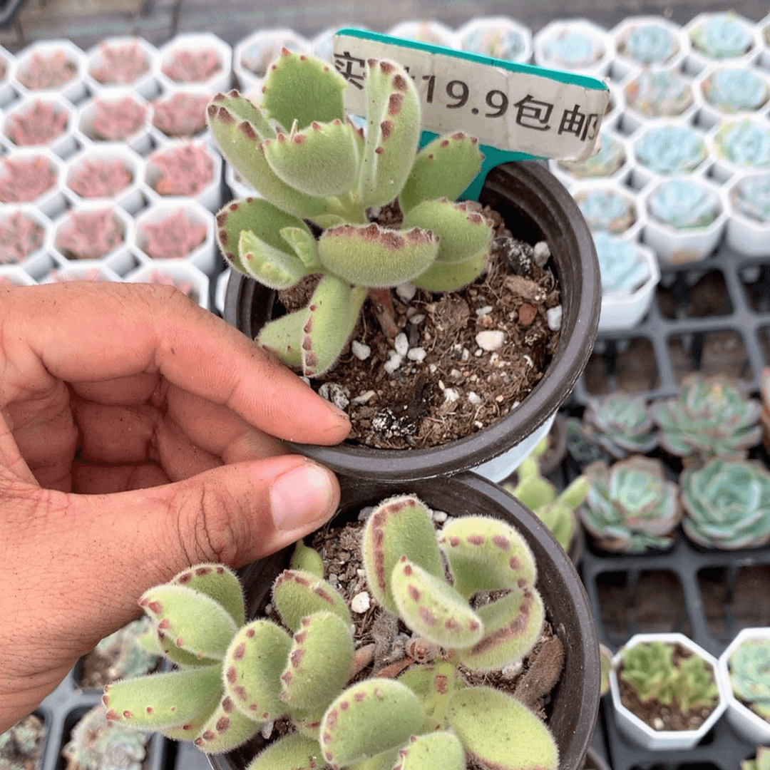 熊童子 满19.9包邮 脱土