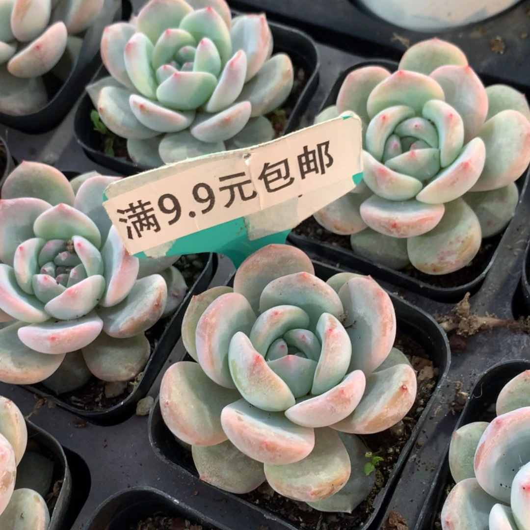 【闪购商品】橙梦露