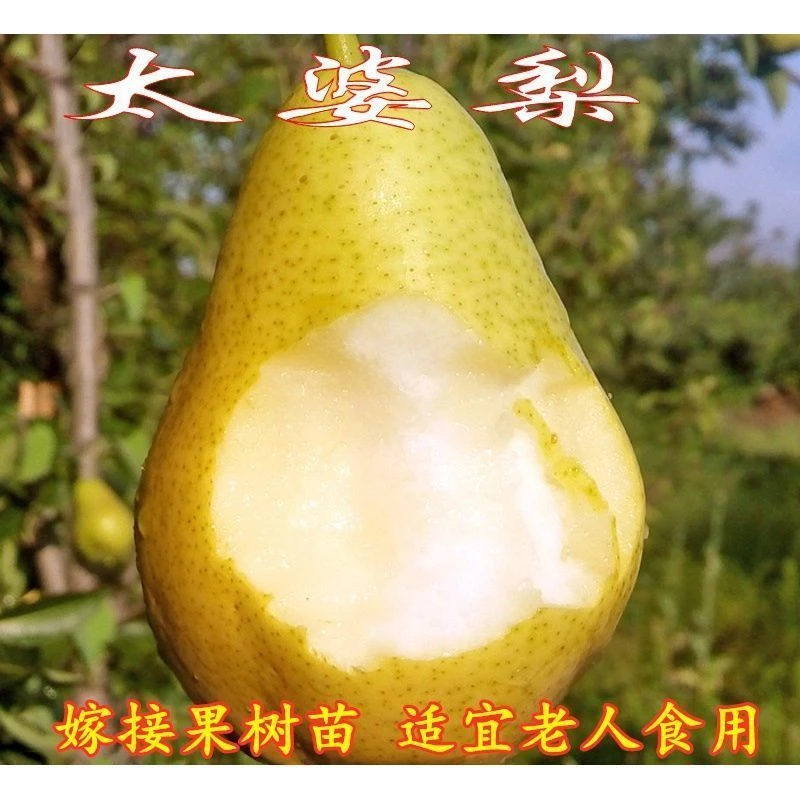 太婆梨树苗嫁接果树苗当年结果香蕉梨苗大头巴梨香软梨酥梨树带土
