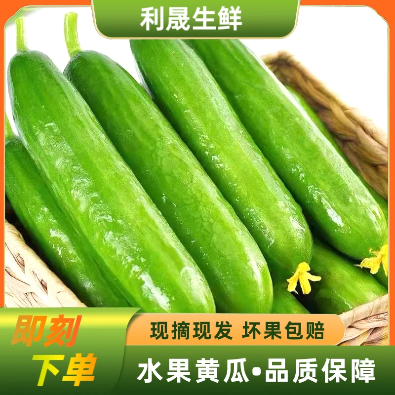现摘现发新鲜水果小黄瓜4.5斤装
