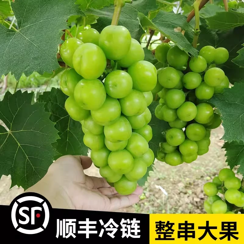 晴王顺丰包邮澧县阳光玫瑰新鲜香味大果纯甜无籽当天采摘青提葡萄