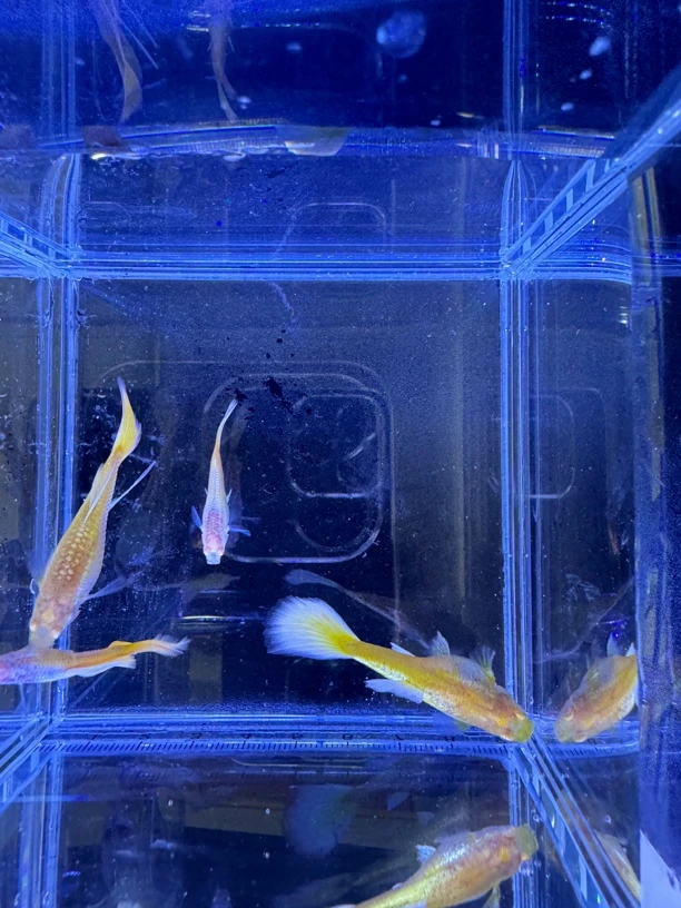 精品满麟黄金孔雀鱼