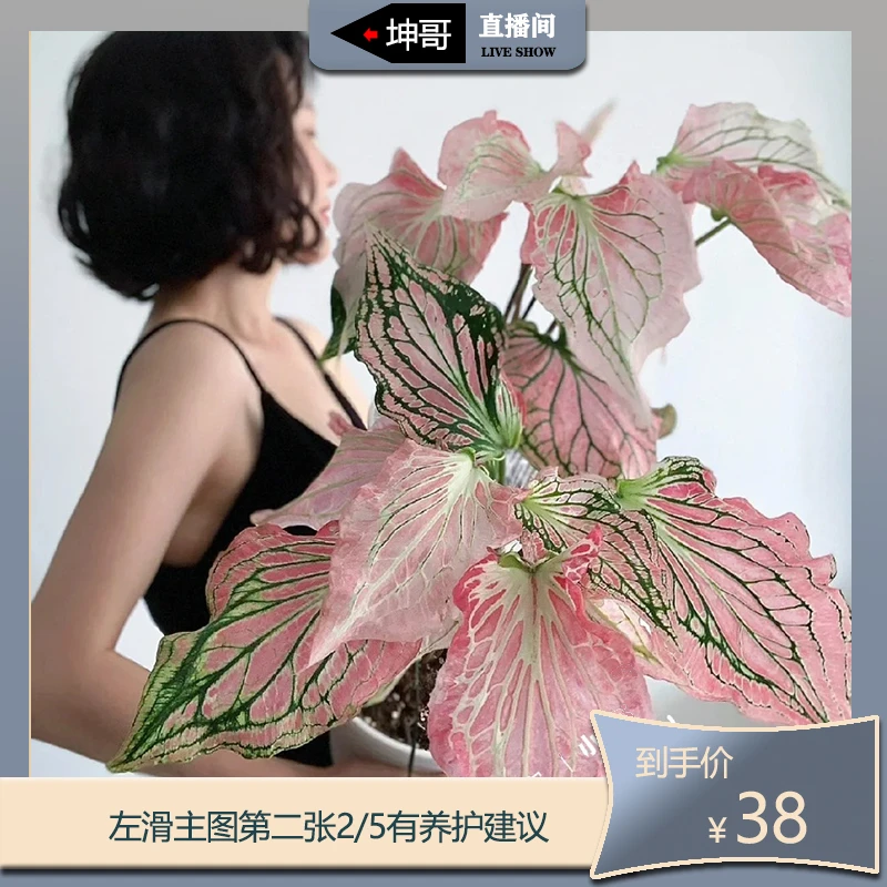 坤哥专属 彩叶芋粉色和声 盆栽苗 泰国美人ins网红绿植观叶粉色