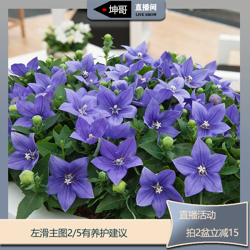 坤哥专属 中华桔梗盆栽苗 皮实好养丰花勤花耐寒耐热可耐-30℃