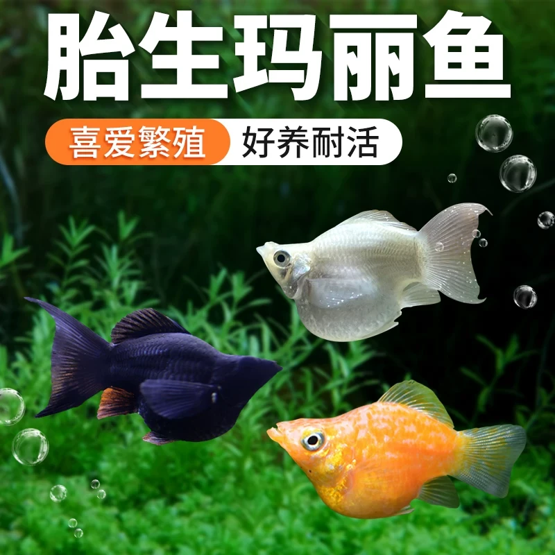 三色玛丽球6送2备损【8条】