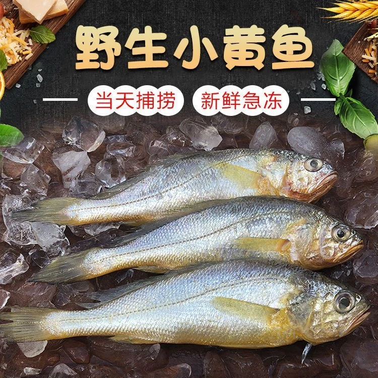 日照海捕小黄鱼 每斤10-12条左右 当日捕捞速冻发货 顺丰冷链包邮
