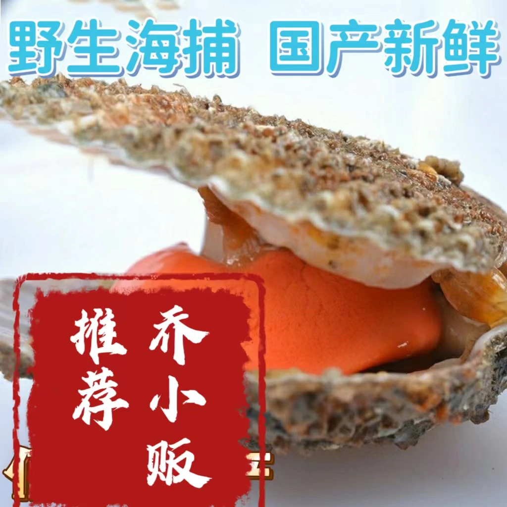 【栉孔扇贝】日照冷水海域现捕现发鲜美 肉质饱满 顺丰冷鲜包邮保鲜