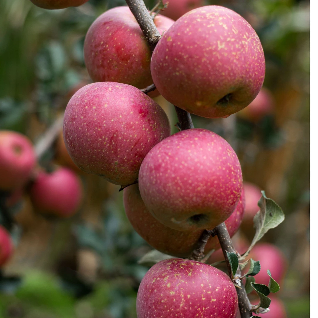 【糖心】云南昭通丑苹果红富士自家果园现摘现发包邮昭通特产