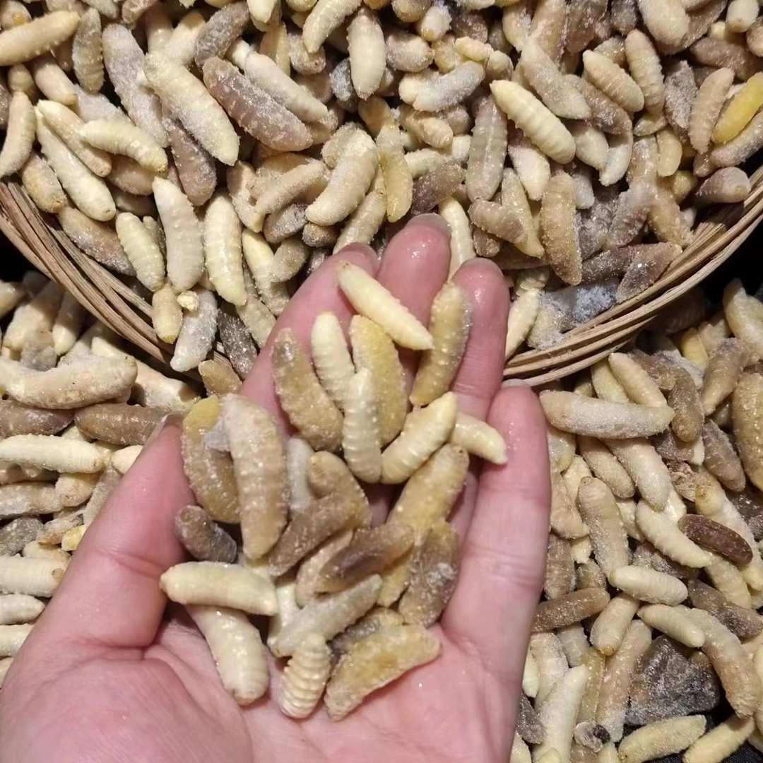 树蜂野生三级有内脏蜂蛹大自然新鲜活冷冻高蛋白油炸香酥可口