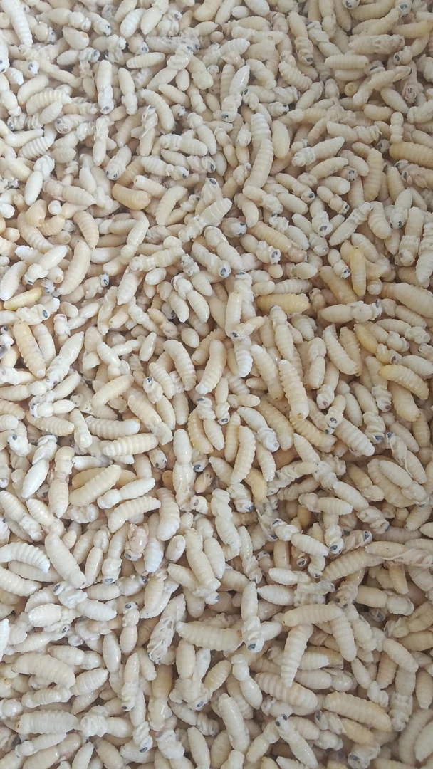 虎头蜂精品二级秀才蜂蛹二级蜂蛹虎头蜂蛹虎头蜂蜂蛹虫子可食用