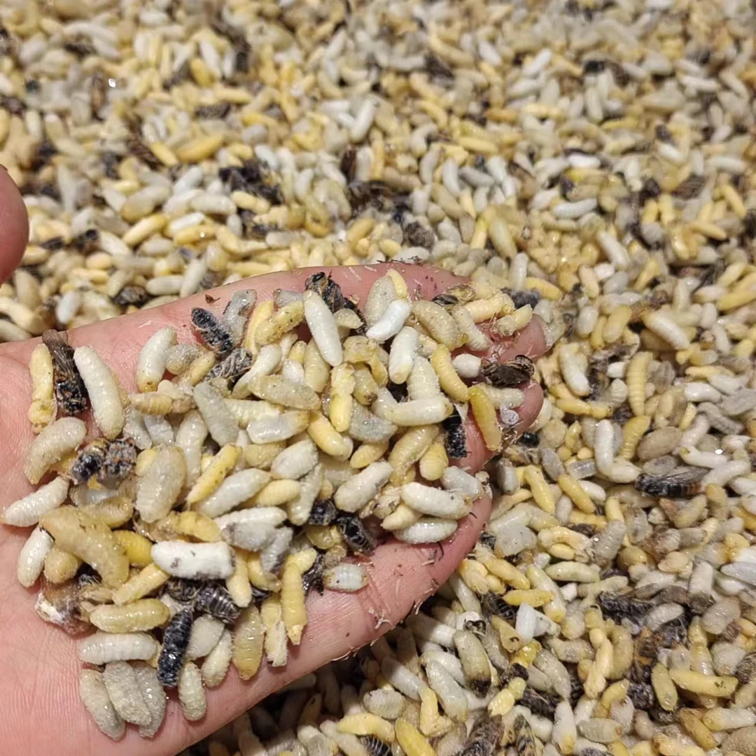 小青米米蜂香甜可口2斤