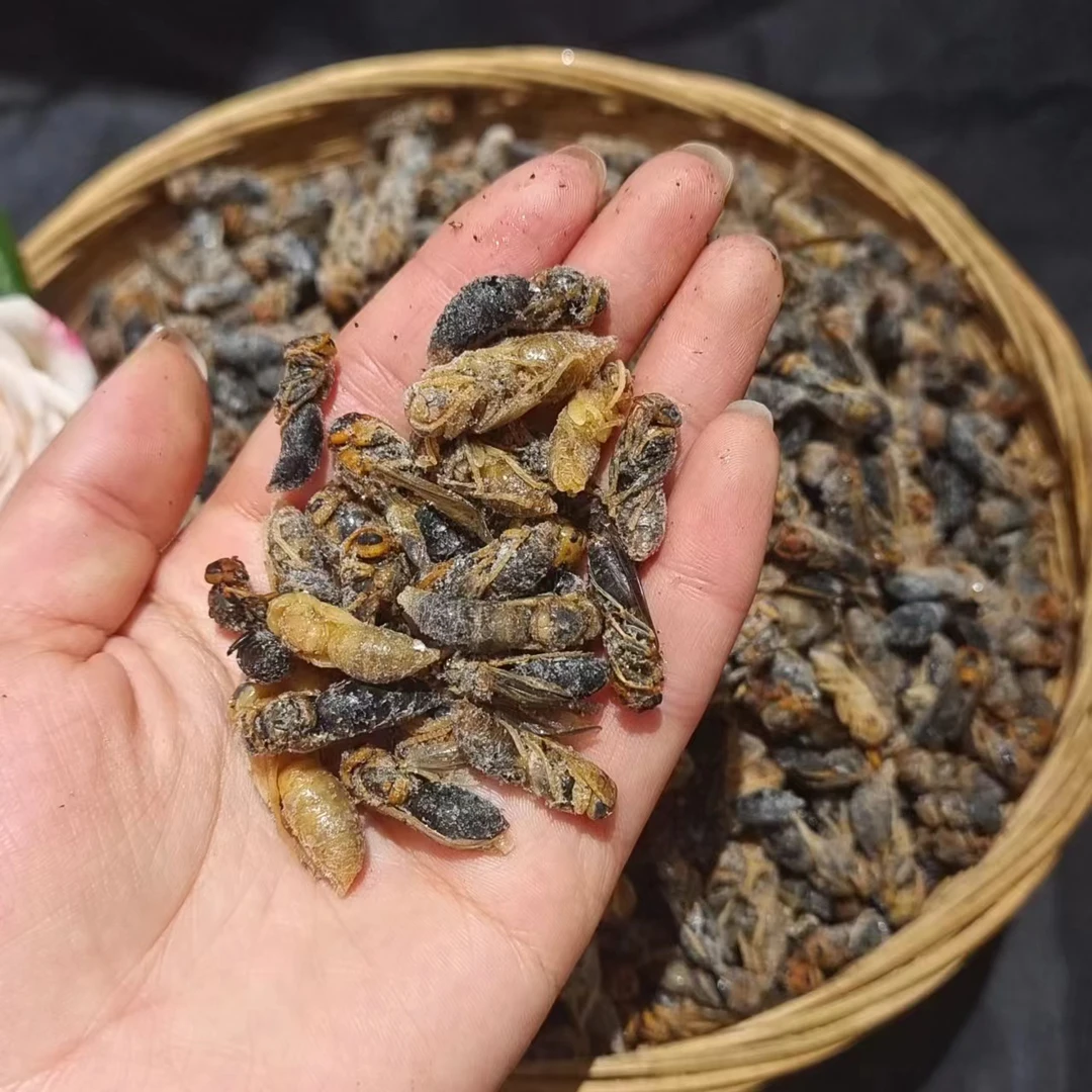 蜂蛹树蜂四级蛹冷冻深山美味三斤马蜂蜂蛹蝼蛄虾虫子蜂子马蜂蛹