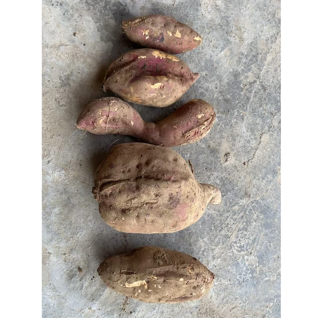 湖北恩施高山红薯