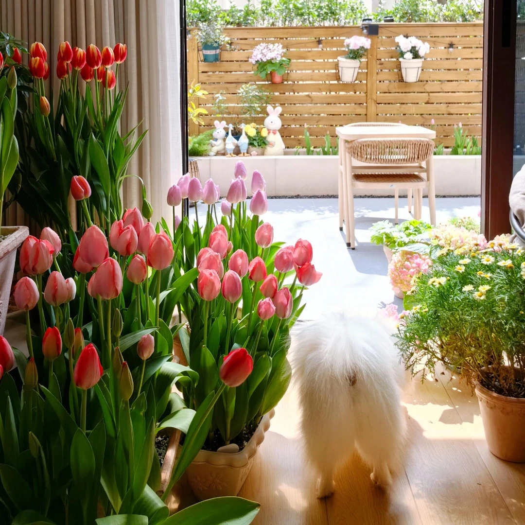 水培郁金香种球盆栽成活带芽阳台种植开花种子四季多年生