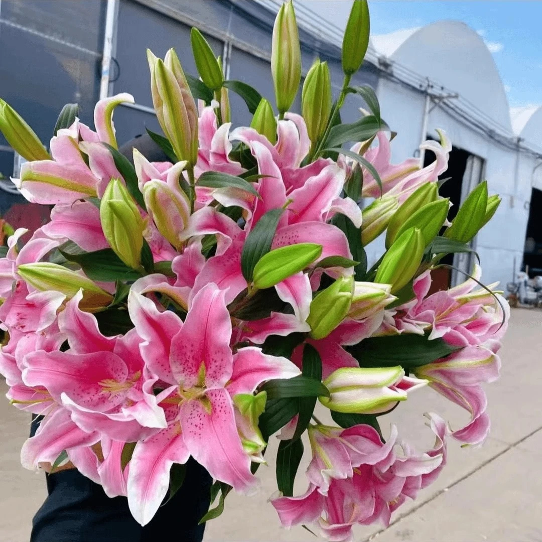 荷兰进口百合花种球室内外四季种植耐寒耐热百合花种子花球带芽