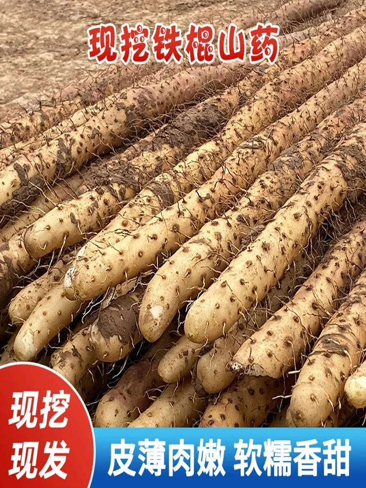 河南特产铁棍山药软糯香甜农家自发怀山药面糯