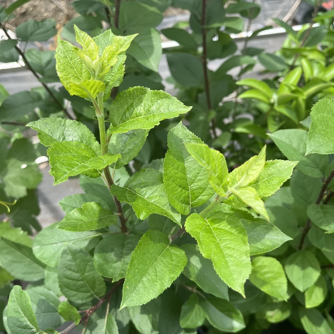 嘎啦果 苹果树 南方苹果 盆栽地栽