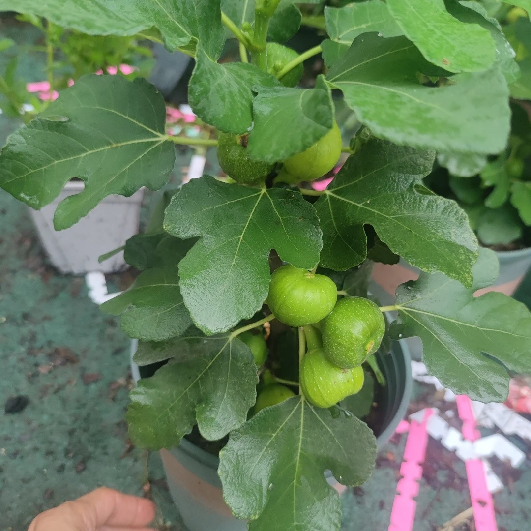 无花果苗盆栽苗 家庭种植 口感超好果树苗 家庭果树苗 不包活