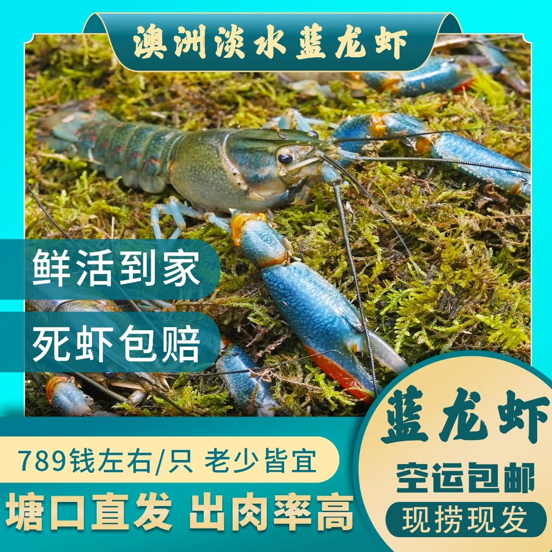 789钱 鲜活发货  澳洲蓝龙虾  顺丰包邮
