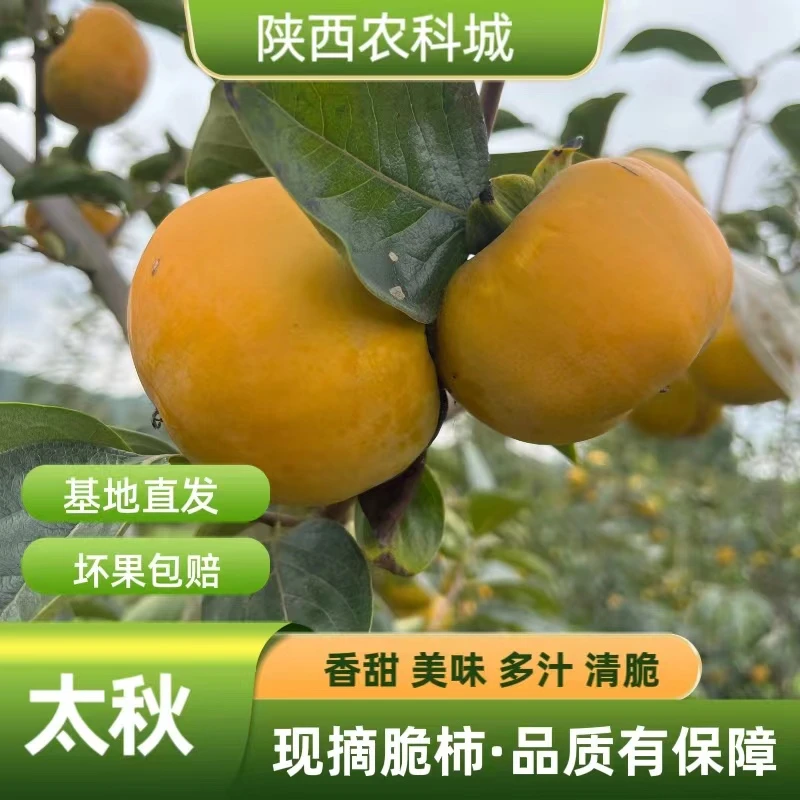 【东良甜柿】太秋甜柿太秋脆柿子应季水果脆甜柿子果园直发京东快递