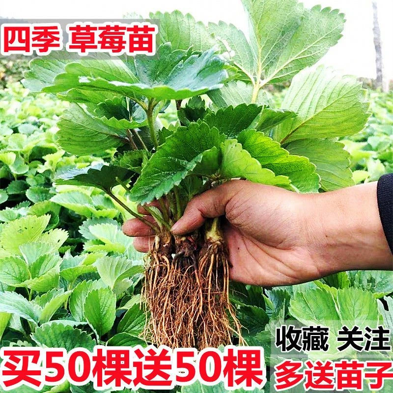 四季脱毒草莓苗盆栽地栽植物种子苗南北方种植耐寒食用奶油草莓苗