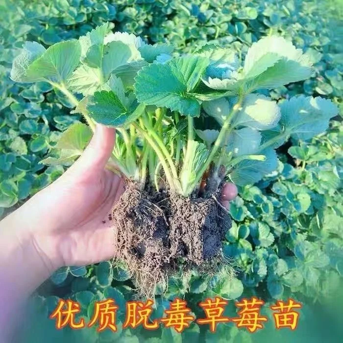 草莓苗盆栽地栽带土当年结果食用奶油四季草莓苗南北方种植草莓秧