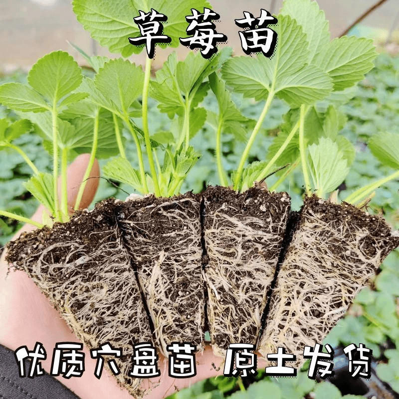 四季盆栽草莓苗带盆带土奶油红颜淡雪天使阳台种植草莓秧苗地栽