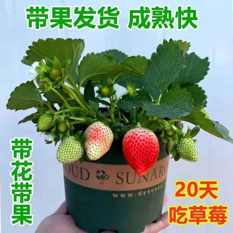 四季奶油草莓苗带花带果秧苗带土原盆栽阳台种植当年结果草莓批发