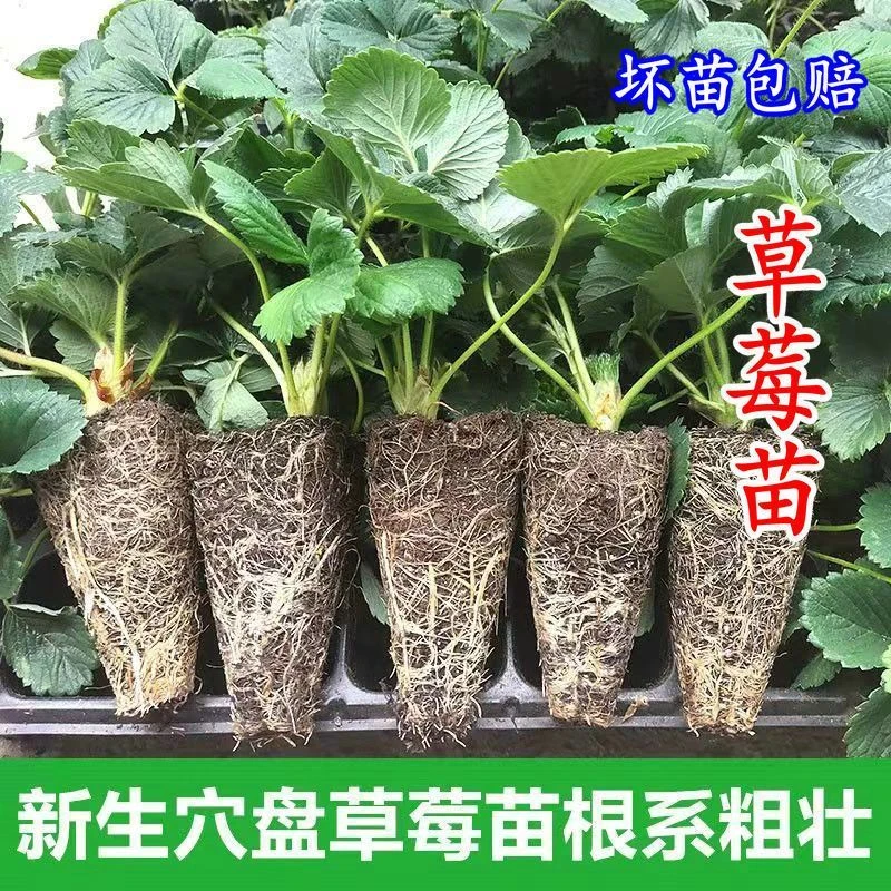 四季草莓苗盆栽好养活奶油红颜白草莓苗带土穴盘果苗南北种植苗