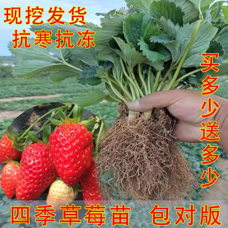 四季奶油味草莓苗盆栽露天食用章姬草莓种苗南北方当年结果