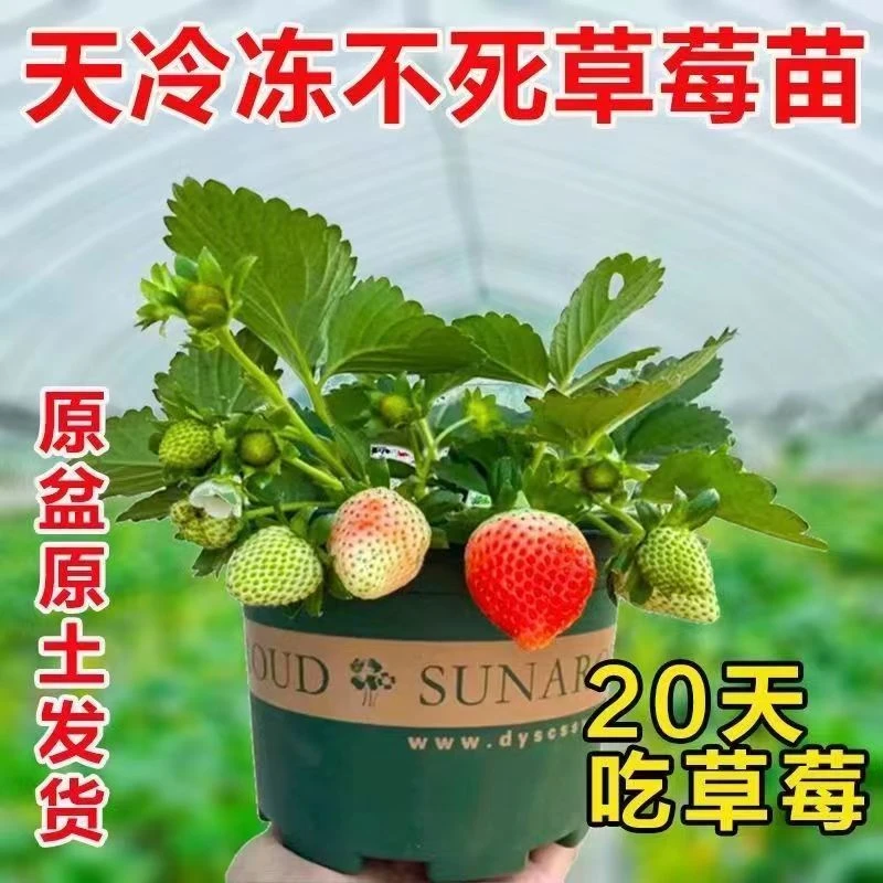 奶油草莓种子苗四季结果树苗盆栽地栽南北方种植草莓苗室内阳台